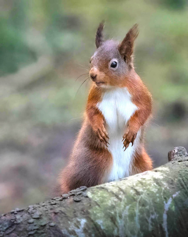 Red squirrel